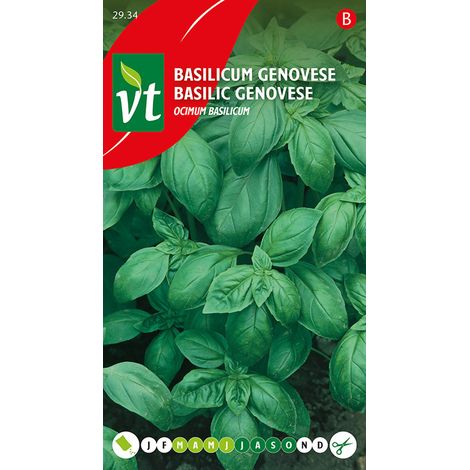 Basilic Genovese - Ca. 1 gr (Livraison Gratuite) (1/2)