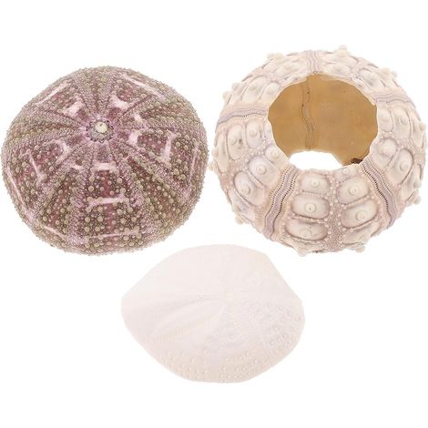 Décoration Oursin pour Aquarium, Lot de 3 Coquillages (1/5)