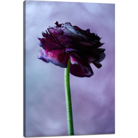 Leinwanddruck Botanik Lila Blume 40x60 cm