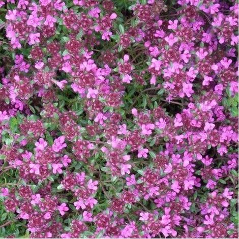 6 x Thymus Praecox 'Pseudolanuginosus' - Pot de thym 9x9 cm - Couvre-sol laineux (1/2)