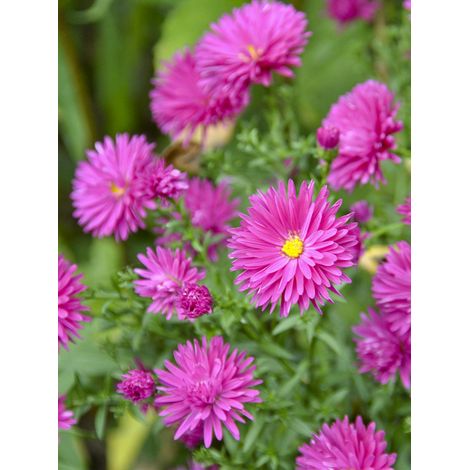 Aster nain 'Neron' Godet de 8/9 cm (1/2)