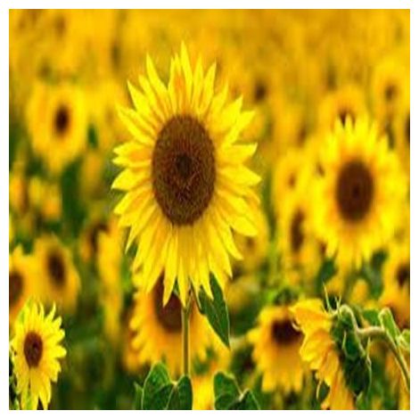 Tournesol – Grandes fleurs – 50 graines – Jardin (1/5)