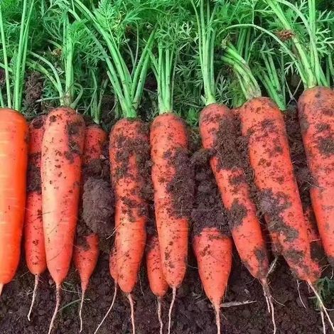 Carotte (Daucus carota) – 200 graines – Variété orange – Légume racine – Semis facile – Culture en pleine terre (1/5)