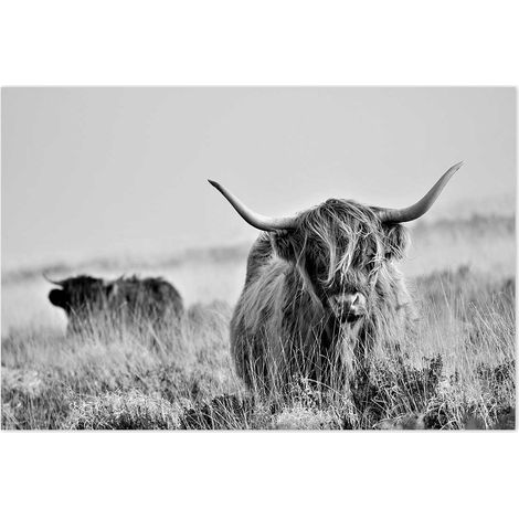 Affiche Vache highland au pré - 60x40cm - made in France (1/5)