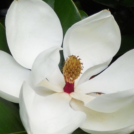 Magnolia à grandes fleurs Galissoniensis, Magnolia persistant/Pot de 4L - 40/60 cm (1/5)