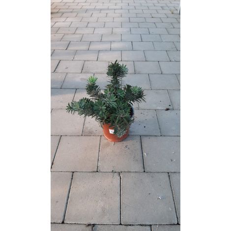 Callistemon Little John V17