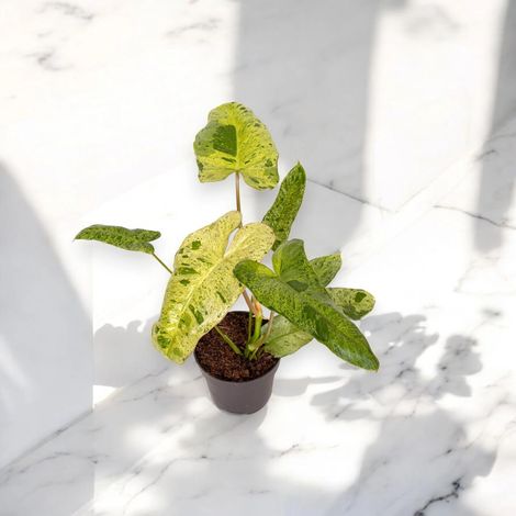 Gardenaria Philodendron paraiso Verde - Pianta da interno ornamentale - Altezza: 40 cm (vaso 12) (1/5)