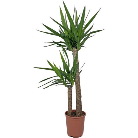 Yucca - Tronchetto della Felicità - Piante Vere Grasse Succulente da Interni - Pianta Ornamentale da Appartamento - H 135-145 cm Vaso Ø 24 cm