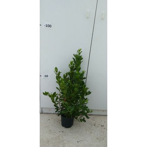 PIANTA DI CORBEZZOLO ARBUTUS UNEDO IN VASO18 cm (foto reale) ALTEZZA 40/50 CM
