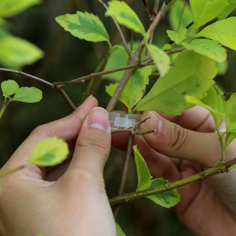100 pinces/attaches en plastique pour tuteurs de plantes potagères, pour attaches de branches et vrilles. (1/5)