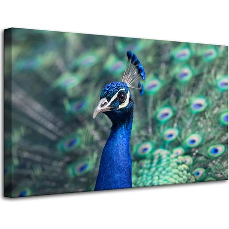 Impression sur toile Animaux Paon coloré 80x50 cm Oiseau Paon indien