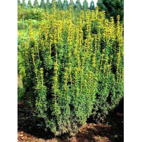 If commun 'David' Pot de 2L/3L