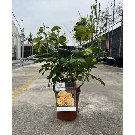 Gardenaria Rosa 'Michelangelo' - Rosa da giardino - Altezza: 40/50 cm (vaso20)