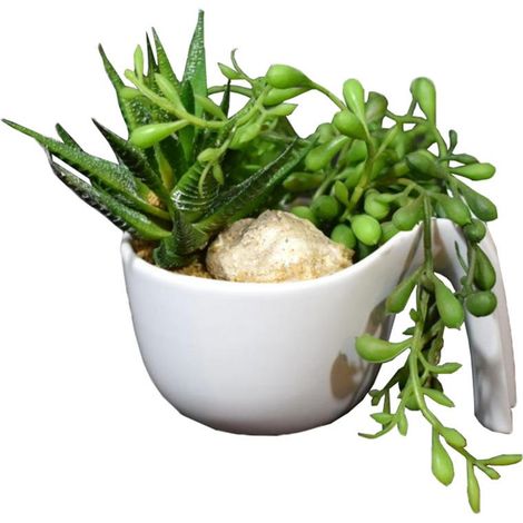 Un mix di piante grasse in un vaso di ceramica bianca con manico (1/3)