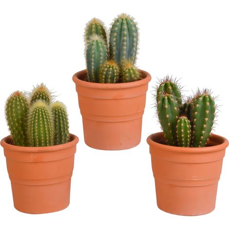 Mix de 3 Cactus Cereus en Pots de Terre Cuite 10,5 cm - Cactus Colonne pour Décoration Intérieure - PANGIVO (1/5)