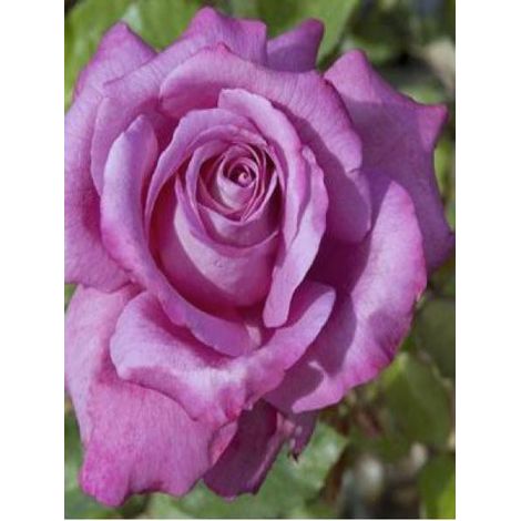Rosier Thé moderne 'Claude Brasseur'® Pot de 4L/5L
