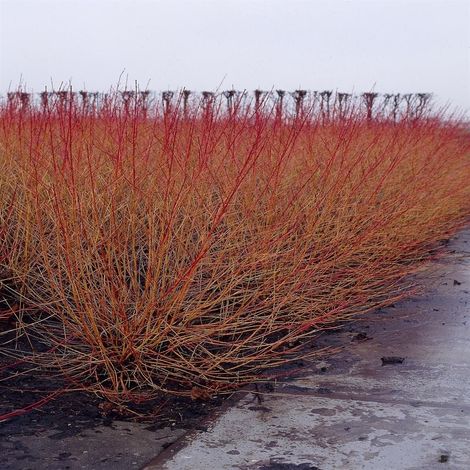 PIANTA DI SANGUINELLA 'CORNUS SANGUINEA' in vaso 18 (foto reali)