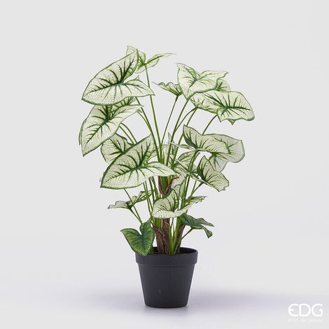 EDG Enzo De Gasperi Caladium Variegato con Vaso Artificiale H 47 Cm Green (1/4)