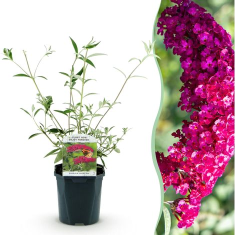 Arbre à Papillons Buddleja davidii Royal Red - Plante de Jardin Rouge - Pot 17cm - 45cm - PANGIVO (1/5)