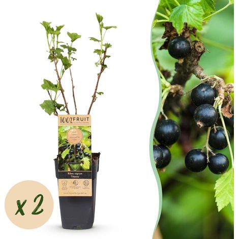 Lot de 2 Cassissiers Titania Ribes Nigrum Arbustes Fruitiers Rustiques Pot Ø 15cm H 50cm - PANGIVO (1/5)