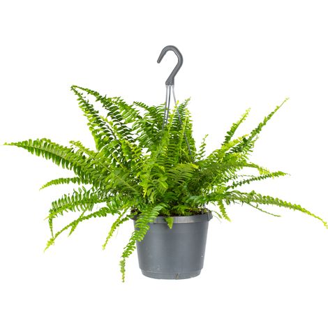 Bloomique - Nephrolepis Green Lady - Fougère de Boston - Plantes suspendues - Plantes d’intérieur - Dépolluante - Sans danger pour les animaux - Hauteur 30-40 cm - Pot suspendu 17 cm