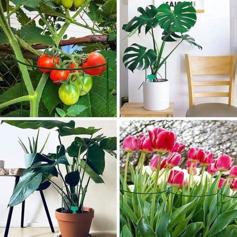 Piquets de support pour plantes - - Lot de 10 - Fer - 20x35cm - Vert (1/5)