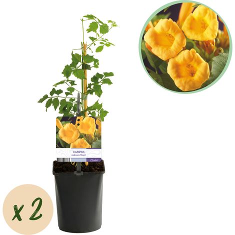 Bignone Jaune Campsis radicans Flava Plante Grimpante Fleurs Dorées Lot de 2 Pot 11cm Hauteur 40cm - PANGIVO (1/5)