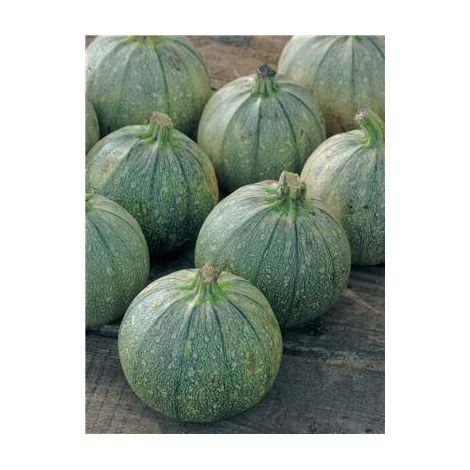 COURGETTE DE NICE A FRUITS RONDS - 5 G