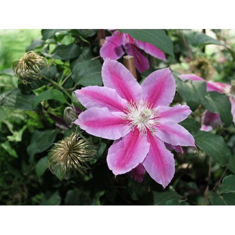 1 PIANTA DI CLEMATIS PAT. DR RUPPEL VASO 16CM