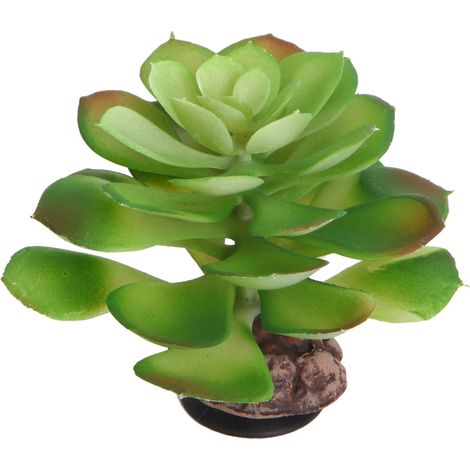 Hobby Terra Succulent 4 - Höhe 17cm