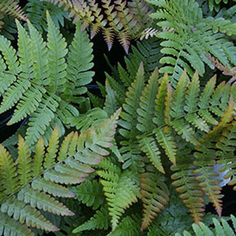 4 x Dryopteris erythrosora - godet 9x9 cm (1/4)