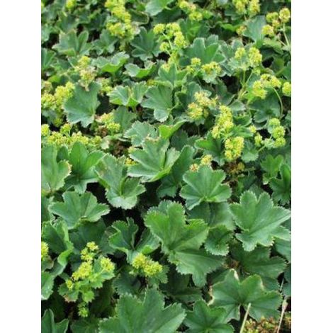 Alchemille vulgaris Godet de 8/9 cm (1/3)