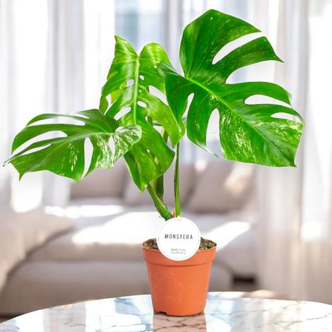 Gardenaria Monstera deliciosa variegata - Pianta da interno ornamentale - Altezza: 60 cm (vaso 17)