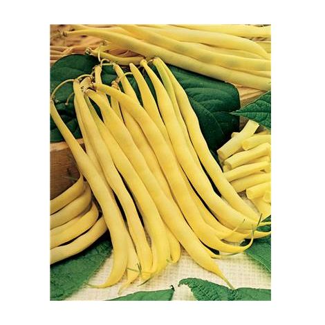 HARICOT NAIN DE ROCQUENCOURT - 150 G