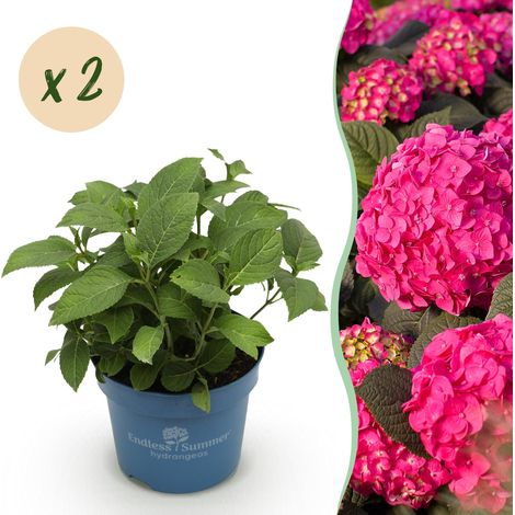 Lot de 2 Hortensias Hydrangea Summer Love Red Fleurs Rouges Rustiques Pot 14cm 20-25cm - PANGIVO (1/5)