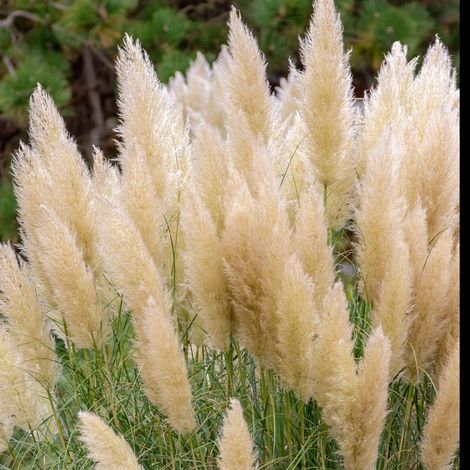 Erba della Pampas "Cortaderia Selloana Argentea" in vaso ø20 cm h 170/200cm (1/4)