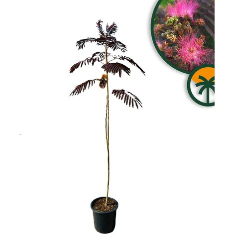Arbre à dormir - Albizia Julibrissin « Summer Chocolate » - Arbre (1/3)