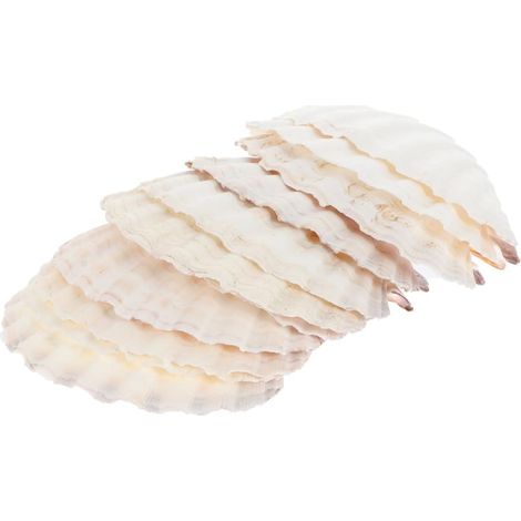 Pi ces Assiettes Coquillages Naturels pour Pr sentation (1/5)