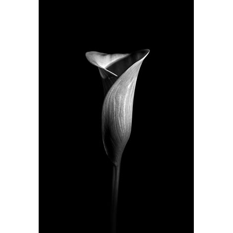 Tableau sur toile fleur aromatique 30x45 cm - Impression sur Toile Murale Décorative - Image imprimée en HD sur Toile - Toile sur Châssis en Bois FSC - Fabriqué en France (1/5)