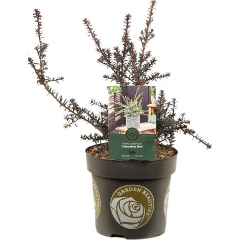 Podocarpe - Podocarpus Chocolate Box 20/30cm Pot 2,5L