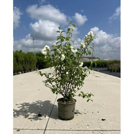 Gardenaria Filadelfo - Philadelphus coronarius 'Virginalis' - Arbusto ornamentale da giardino - Altezza: 40/60 cm (vaso19) (1/5)