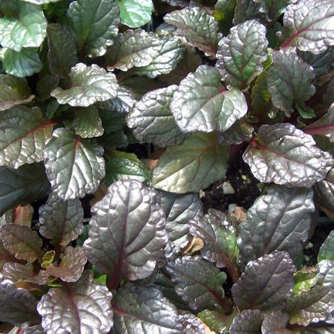 4 x Bugle rampant  - Ajuga reptans 'Rainbow'  - godet 9x9 cm (1/5)
