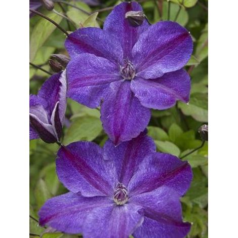 Clématite italienne 'Supernight' Pot de 2L/3L (1/2)