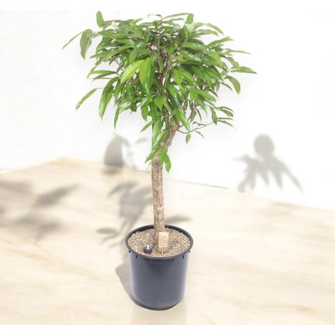 Gardenaria Ficus binnendijkii 'Amstel king' - Pianta da interno ornamentale - Altezza: 130 cm (vaso 30) (1/5)