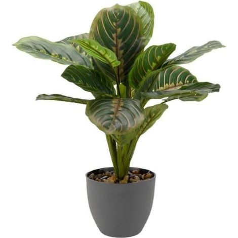 Japanese Laurel 38 cm