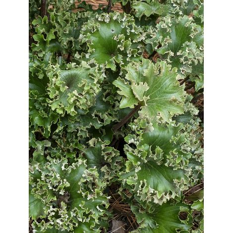 Plante panthère 'Wavy Gravy ' Godet de 8/9 cm (1/2)