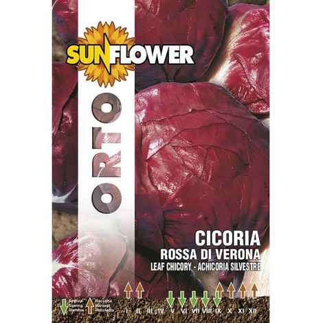 Semillas de achicoria roja de Verona girasol