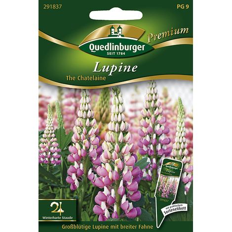 Quedlinburger Saatgut – Lupin « The Chatelaine » – Graines de fleurs, vivace, hauteur 80-100 cm