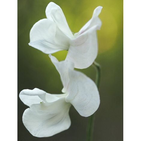 Pois de senteur 'White Suprême' le sachet de 25 graines (2,5g) (1/2)