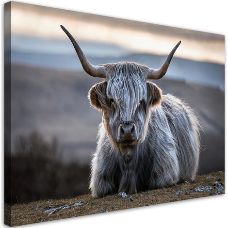 Tableau déco Vache écossaise couchée 100x70 (1/5)